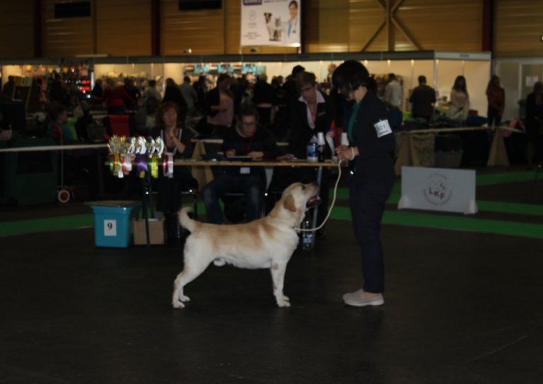 ultratron crufts acheivament