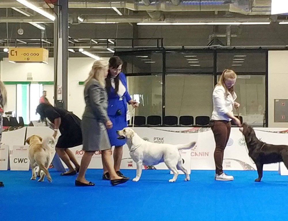 Euro dog best sale show 2018